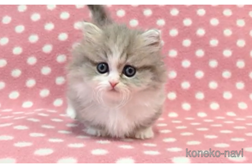 成約済の愛知県のミヌエット-112904の4枚目